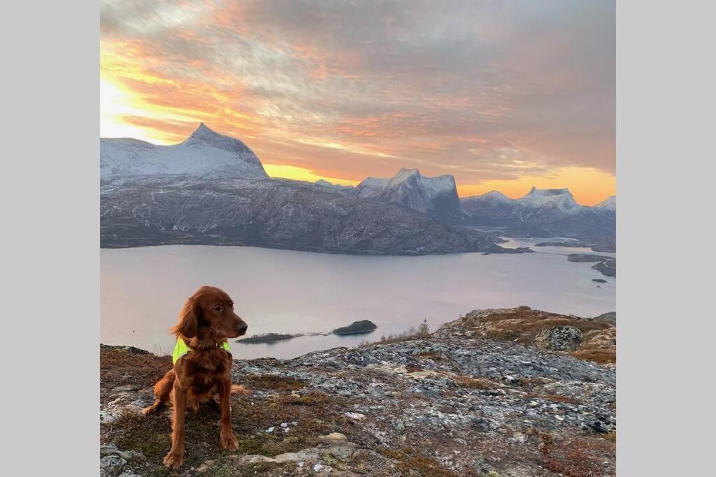Unique holdiay home in spectacular Efjord Ballangen Extérieur photo