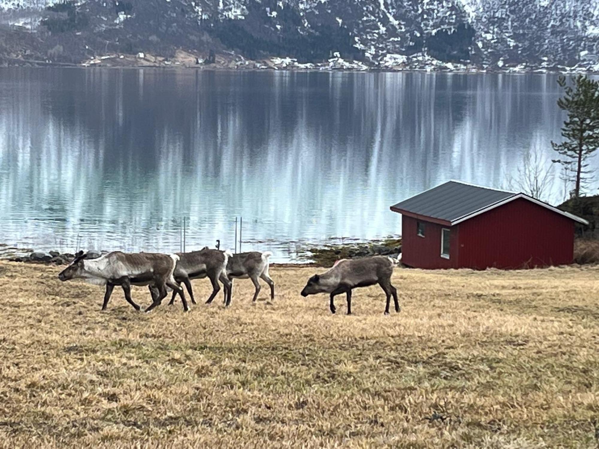 Unique holdiay home in spectacular Efjord Ballangen Extérieur photo